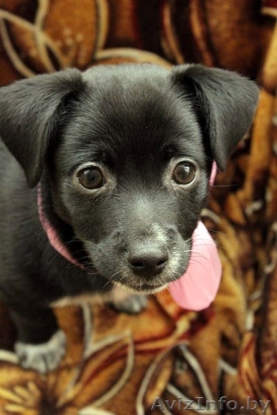  Очаровательный щеночек в дар! - Изображение #1, Объявление #651630