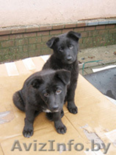 в дар щенка-охранника - Изображение #1, Объявление #645951