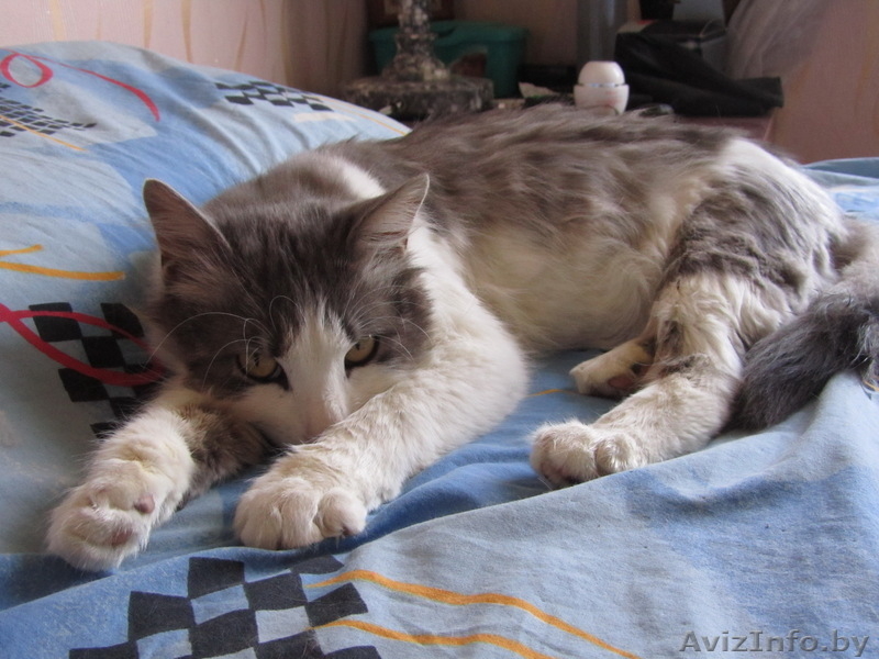 Геркулес – молодой кот с шикарными глазами в дар - Изображение #3, Объявление #665004