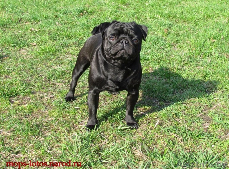 Мопс для вязки. - Изображение #2, Объявление #672636