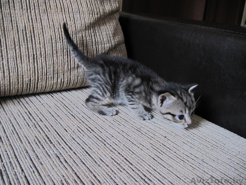 Котята, приносящие удачу в дом - Изображение #1, Объявление #659457