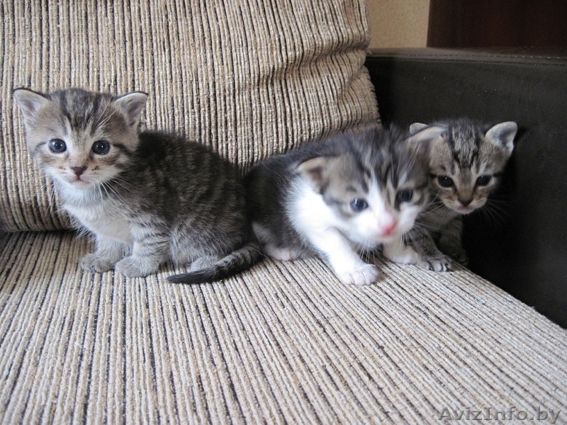 Котята, приносящие удачу в дом - Изображение #5, Объявление #659457