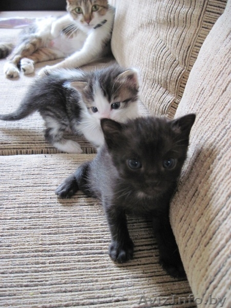 Котята, приносящие удачу в дом - Изображение #4, Объявление #659457