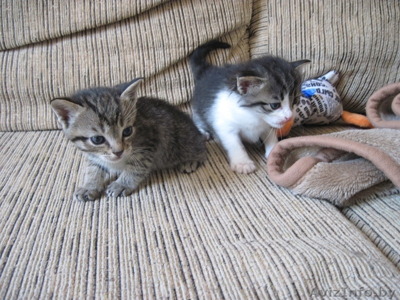Котята, приносящие удачу в дом - Изображение #2, Объявление #659457
