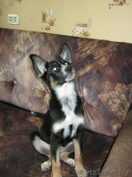 Очаровательная девочка в дар - Изображение #2, Объявление #650977