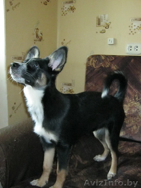 Очаровательная девочка в дар - Изображение #3, Объявление #650977