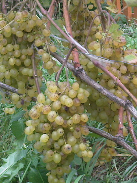 ВИНОГРАД. Саженцы, продаю. - Изображение #4, Объявление #646182