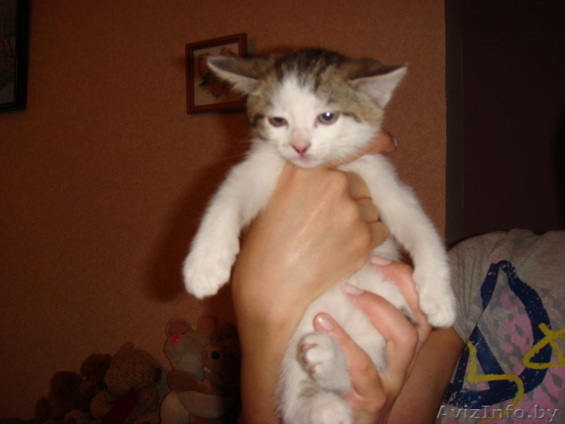 Очаровательные котята-малыши в дар! - Изображение #2, Объявление #653158