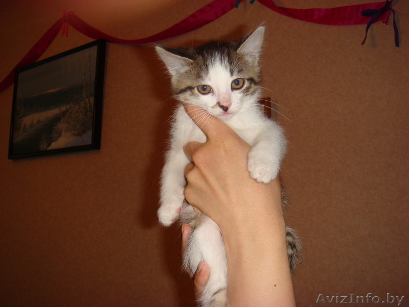 Очаровательные котята-малыши в дар! - Изображение #3, Объявление #653158