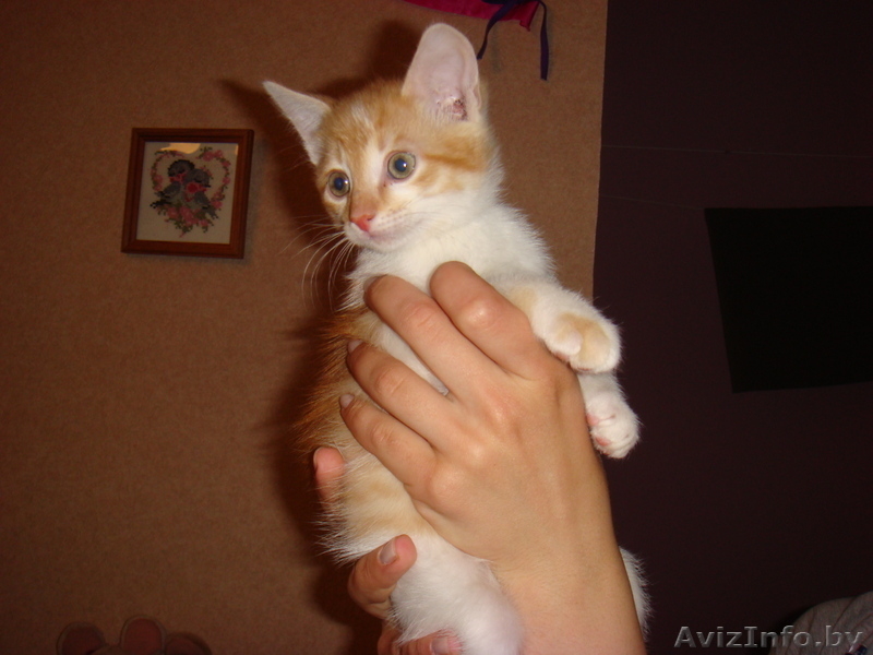 Очаровательные котята-малыши в дар! - Изображение #4, Объявление #653158