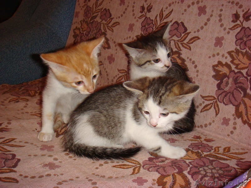 Очаровательные котята-малыши в дар! - Изображение #5, Объявление #653158