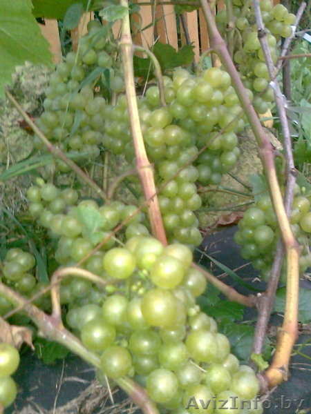 ВИНОГРАД. Саженцы, продаю. - Изображение #5, Объявление #646182