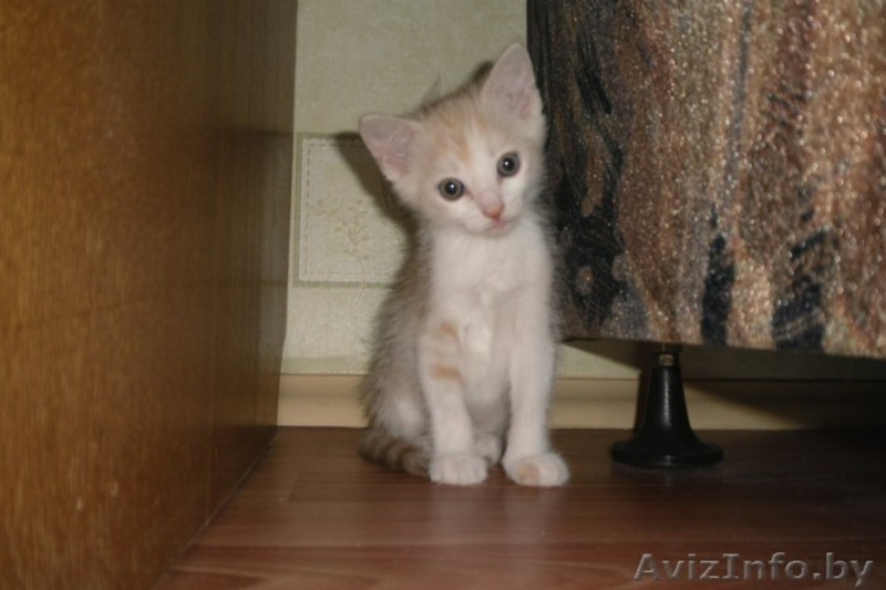 Милый котенок в дар - Изображение #1, Объявление #673681