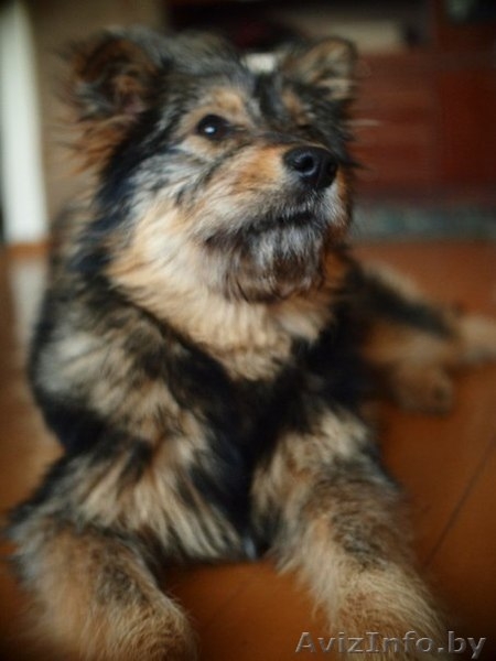 Очаровательная Мона ищет хозяина!  - Изображение #1, Объявление #655650