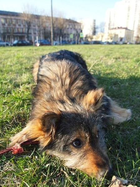 Очаровательная Мона ищет хозяина!  - Изображение #2, Объявление #655650