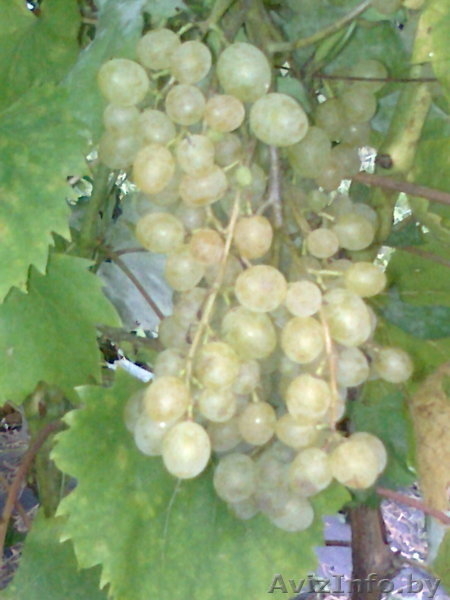 ВИНОГРАД. Саженцы, продаю. - Изображение #6, Объявление #646182