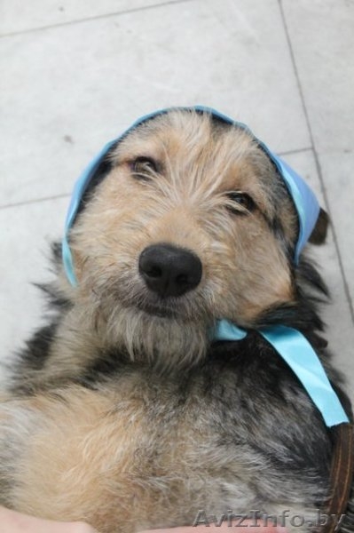 Очаровательная собачка в дар! - Изображение #1, Объявление #648654