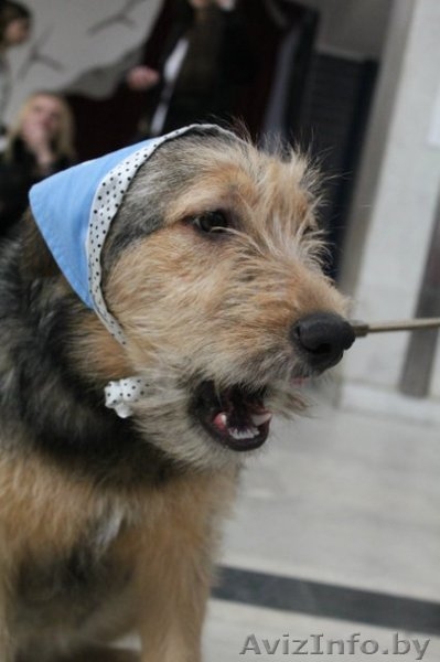 Очаровательная собачка в дар! - Изображение #3, Объявление #648654