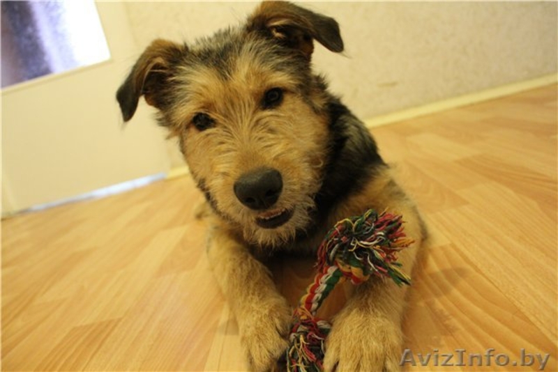 Очаровательная собачка в дар! - Изображение #4, Объявление #648654