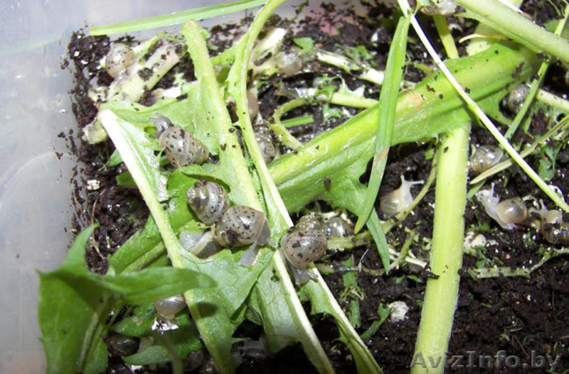 Улитка Ахатина hamilei f. rodatz albino body (Gold Snail) - Изображение #1, Объявление #661674