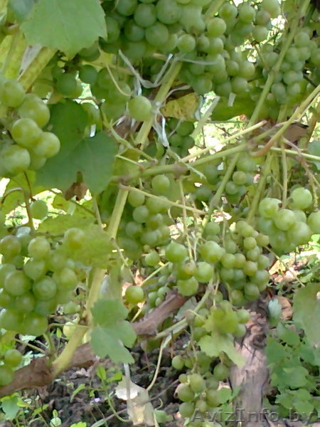 ВИНОГРАД. Саженцы, продаю. - Изображение #7, Объявление #646182