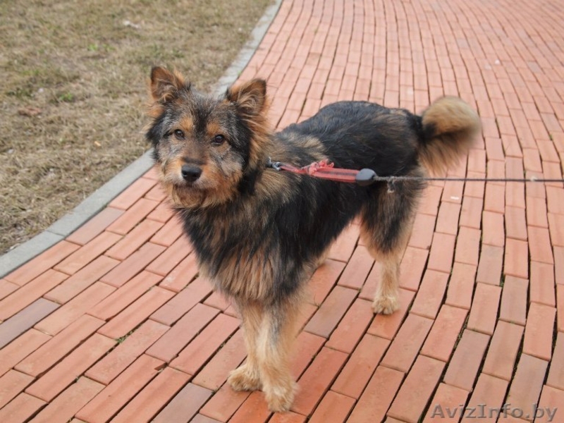 Очаровательная Мона ищет дом! - Изображение #4, Объявление #661524