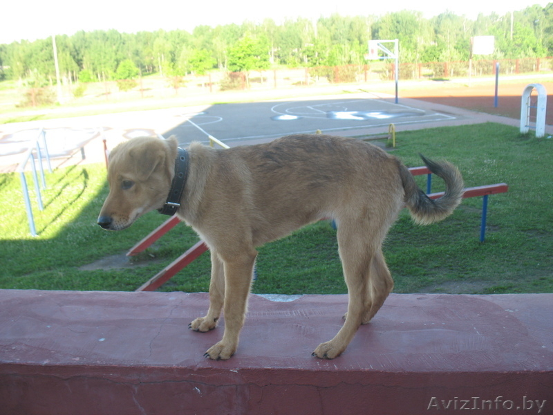 Майя ищет новый дом - Изображение #2, Объявление #698272