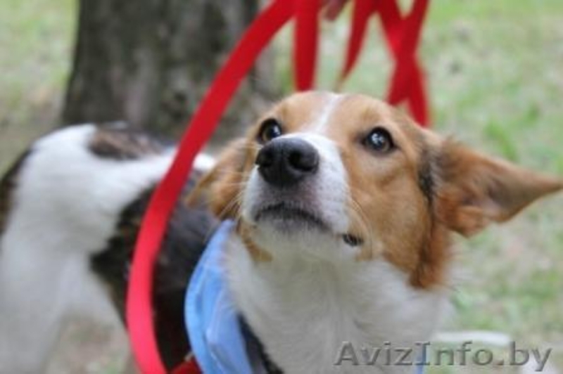 Эталон любви и преданности - собака Ядя! В дар, в добрые руки! - Изображение #2, Объявление #683247