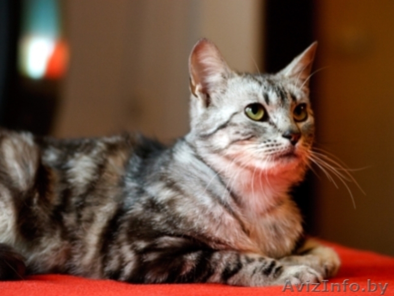 Валетик - красавец цвета "вискас" в дар! (кастрирован) - Изображение #2, Объявление #696053