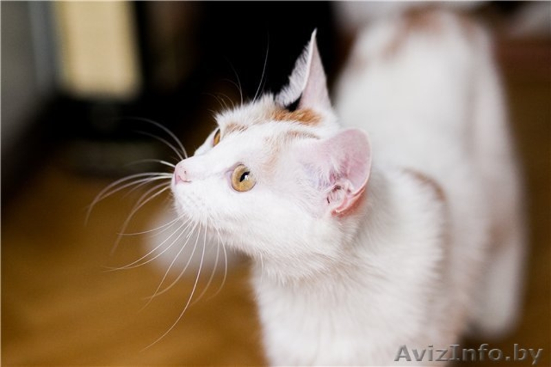 милашка Стелла в дар - Изображение #4, Объявление #688141