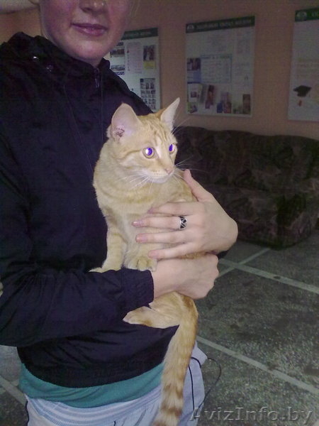 Молодой рыжий кот ищет дом! - Изображение #1, Объявление #696180