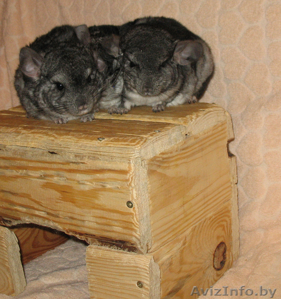 Продаются шиншилята-стандартики - Изображение #2, Объявление #688525