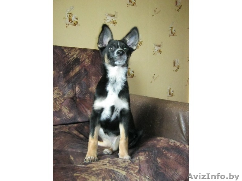 Замечательная девочка в добрые руки - Изображение #2, Объявление #635356