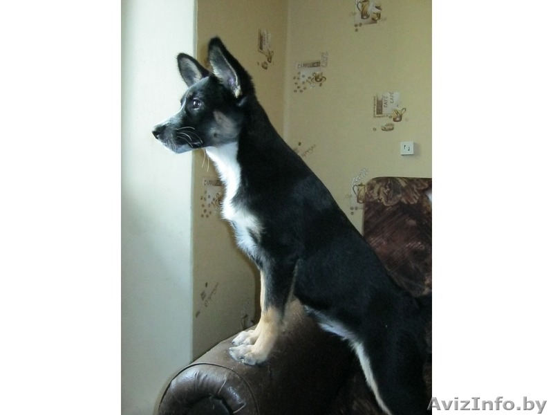 Замечательная девочка в добрые руки - Изображение #1, Объявление #635356