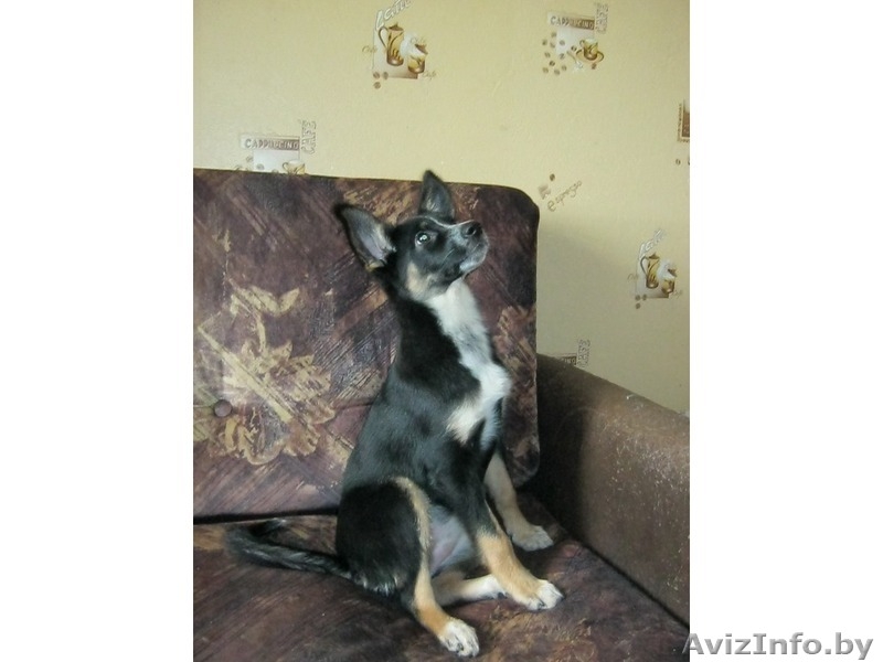 Замечательная девочка в добрые руки - Изображение #3, Объявление #635356