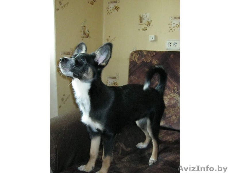 Замечательная девочка в добрые руки - Изображение #4, Объявление #635356