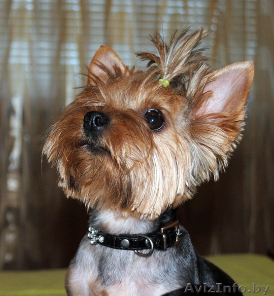 мини йоркширские терьеры! - Изображение #2, Объявление #686990