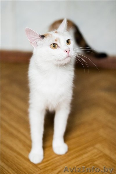 милашка Стелла в дар - Изображение #2, Объявление #688141