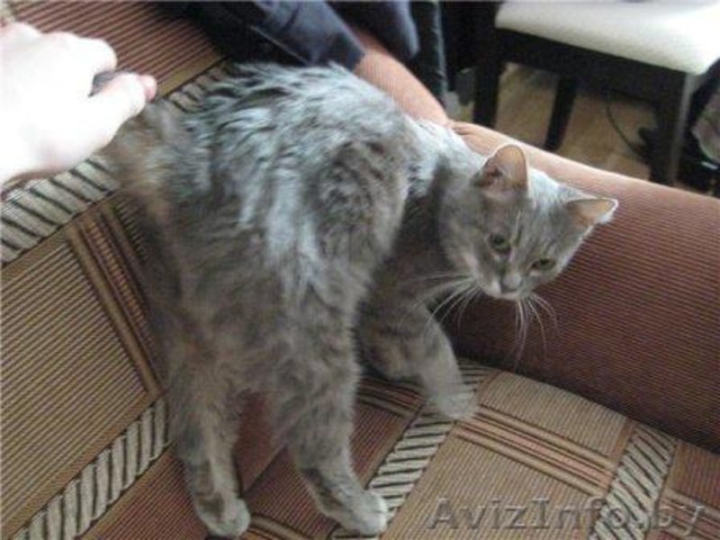 Красавица Дымка - Изображение #3, Объявление #681904