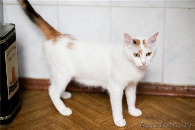 милашка Стелла в дар - Изображение #5, Объявление #688141