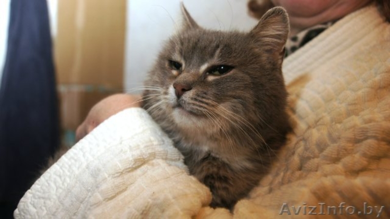 Красавица Дымка - Изображение #2, Объявление #681904