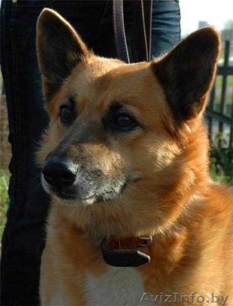 Очаровательный пёс Кунак срочно ищет дом! - Изображение #2, Объявление #686206