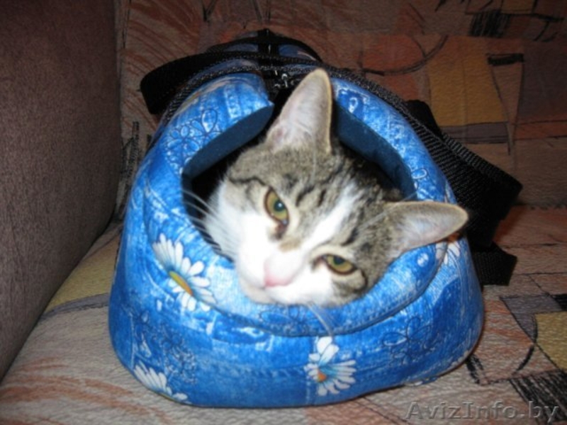 Супер кошечка МАЙЯ - Изображение #2, Объявление #699703