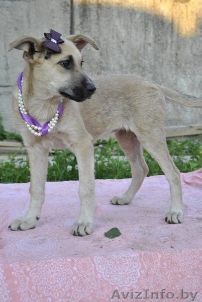 Красивые щенки в дар в добрые руки! - Изображение #2, Объявление #685569