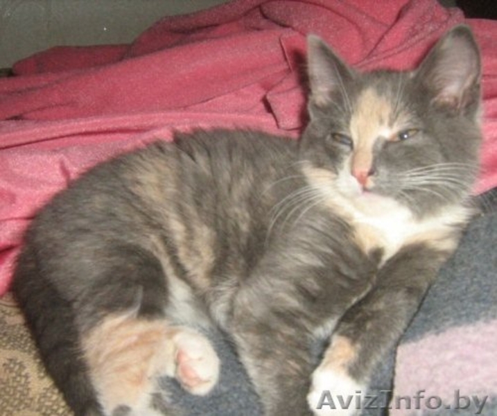 Китя, Сима и Дюша - супер котятки в дар! - Изображение #3, Объявление #689927