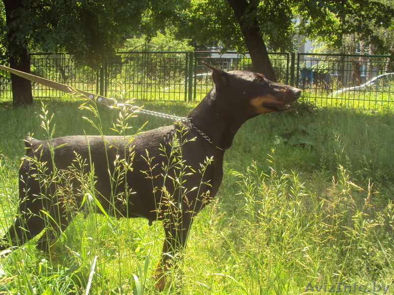 Доберман черна подпалая девочка в дар - Изображение #3, Объявление #698040