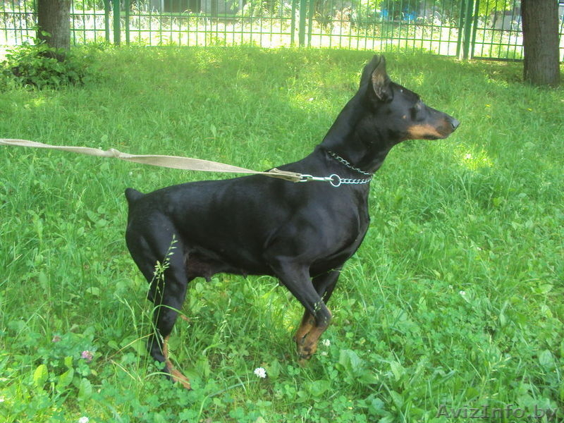 Доберман черна подпалая девочка в дар - Изображение #1, Объявление #698040