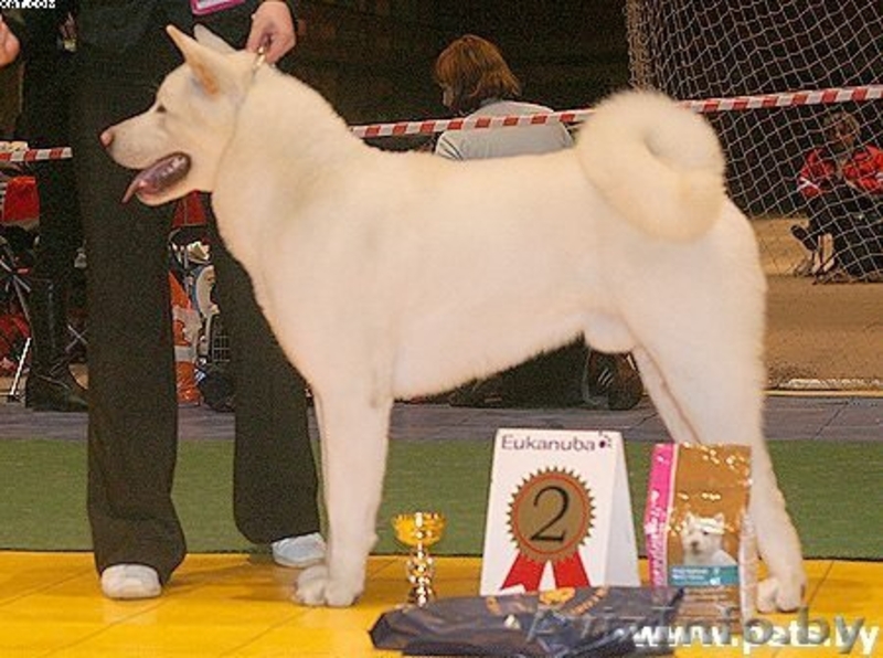    Дрессировка и хендлинг собак - Изображение #1, Объявление #688211