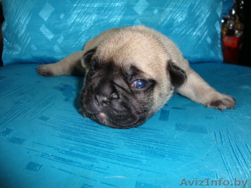 Щенки французского бульдога из питомника - Изображение #1, Объявление #675585