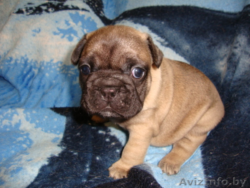 Элитные щенки французского бульдога - Изображение #4, Объявление #687499